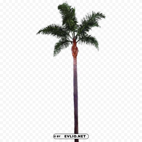 Palm Tree PNG Pictures With No Background