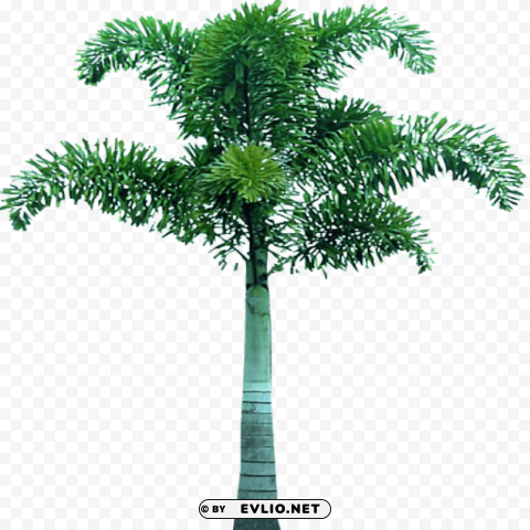 Palm Tree Transparent PNG Isolated Illustration