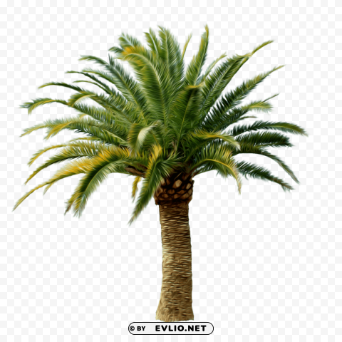palm tree Transparent PNG picture clipart png photo - d0180235