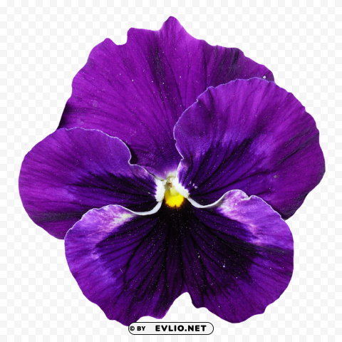 pansy flower Transparent Background PNG Object Isolation