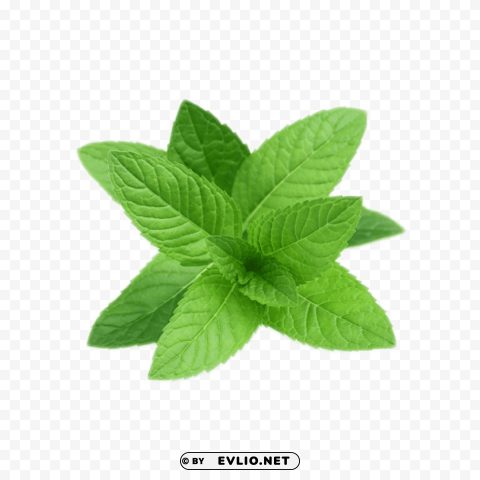 pepermint Transparent PNG images for digital art