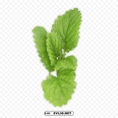 pepermint Transparent PNG images wide assortment