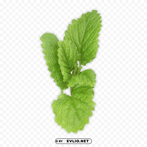 Pepermint Transparent PNG Images Wide Assortment