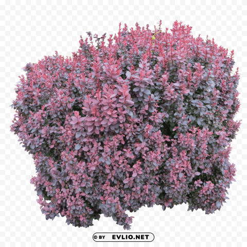 PNG image of pink bush High-resolution transparent PNG images with a clear background - Image ID 15857c35