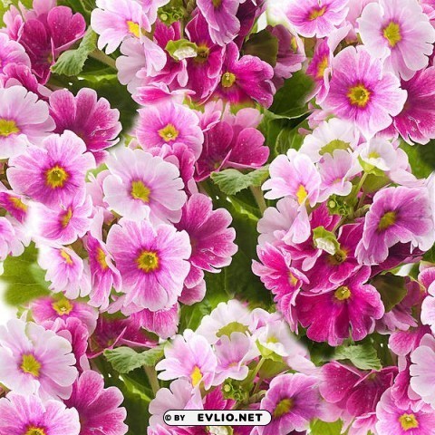 pink flowers pink Isolated Design Element in Transparent PNG