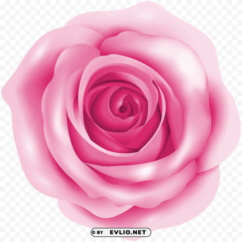 pink rose HighResolution Transparent PNG Isolated Item