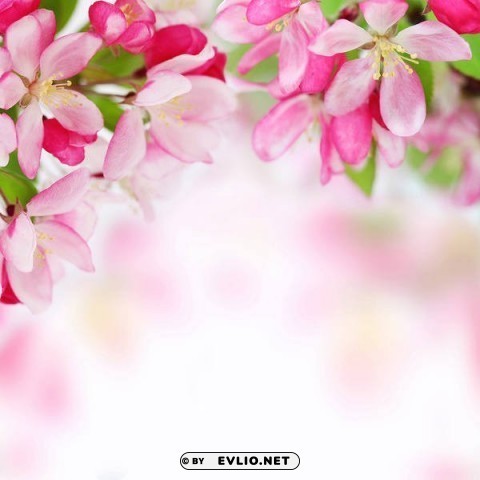 pink spring Clear PNG pictures assortment