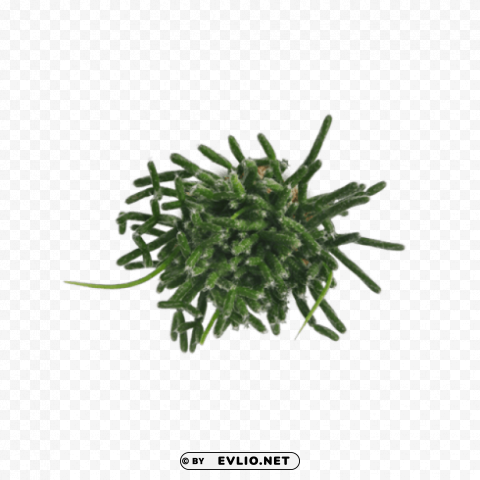 Plant PNG Isolated Object with Clear Transparency