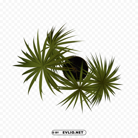 Plant PNG pics with alpha channel