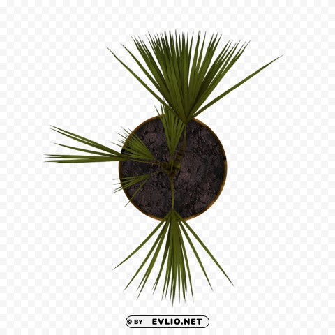 Plant PNG Picture