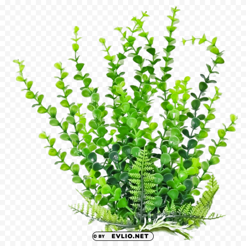 plants Transparent PNG Isolated Artwork