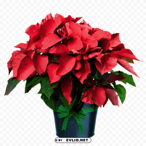 poinsettia in pot PNG images with transparent canvas variety