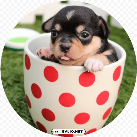 puppy cute dogs PNG with alpha channel
