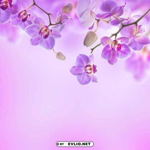 purple orchid Free PNG images with transparent backgrounds