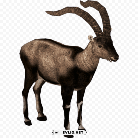 pyrenean ibex Isolated Element with Clear Background PNG png images background - Image ID 1b4aaa90