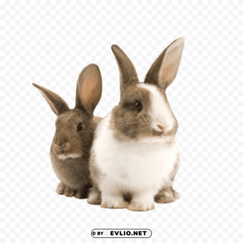 rabbit duo PNG graphics with clear alpha channel broad selection