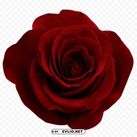 red rose Isolated Character in Transparent Background PNG