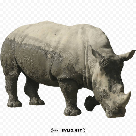 rhinoceros muddy PNG free transparent