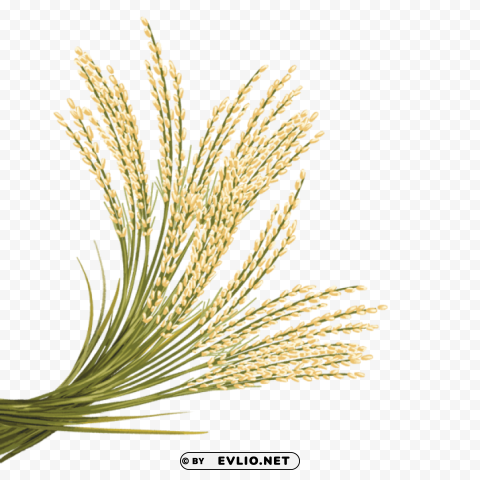 rice PNG with no registration needed PNG images with transparent backgrounds - Image ID f612ba54