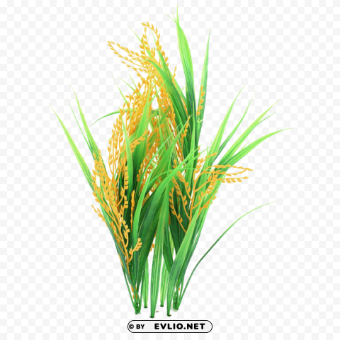 rice high quality PNG with Isolated Transparency PNG images with transparent backgrounds - Image ID 91b56bfd