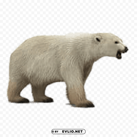 roaring polar bear PNG transparent design bundle