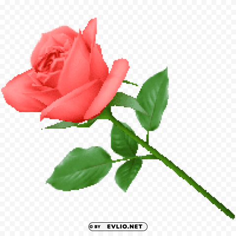 Rose Isolated Element In HighResolution Transparent PNG