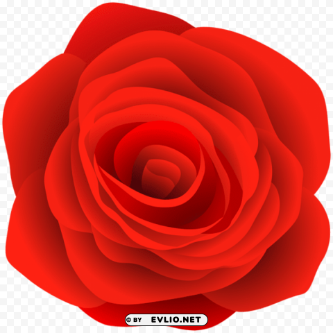 rose PNG files with clear background bulk download