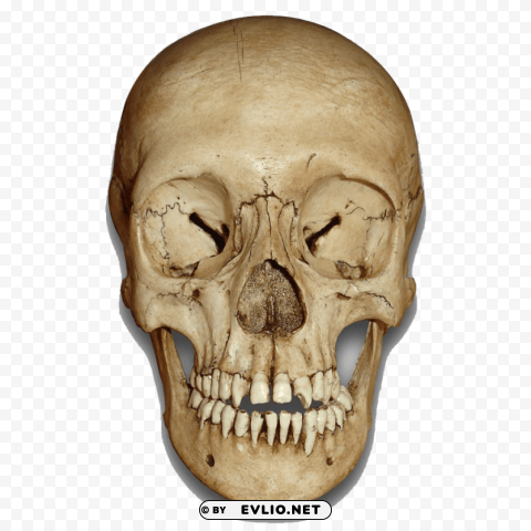 skull PNG transparent images for websites