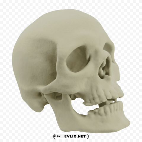 Skull Transparent PNG Image Free