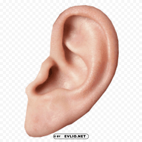 small ear Transparent PNG Artwork with Isolated Subject
