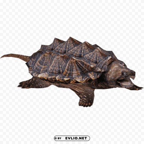 snapping turtle PNG files with no background free png images background - Image ID a09e6038