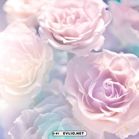 soft roses Clear Background Isolated PNG Graphic