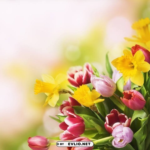 Spring Flowers Transparent PNG Images Free Download