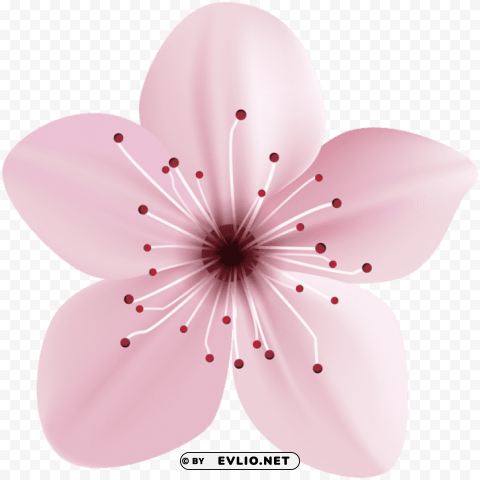 spring pink flower PNG photo with transparency