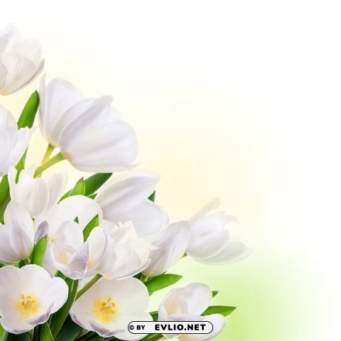 spring white tulips Clear PNG pictures compilation