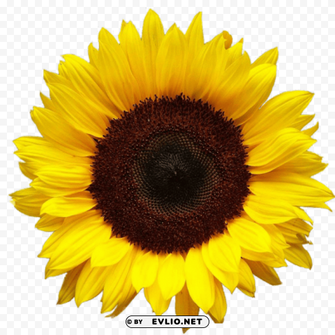 sunflower PNG graphics with clear alpha channel selection