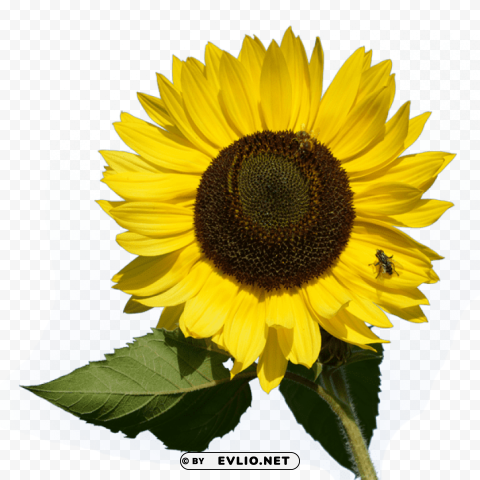 sunflower PNG images for printing
