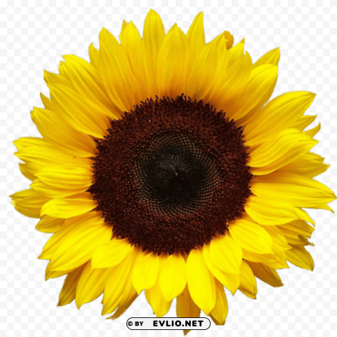 PNG image of sunflower PNG with transparent bg with a clear background - Image ID 69a84387