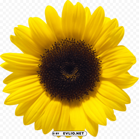 sunflower Transparent PNG images for digital art
