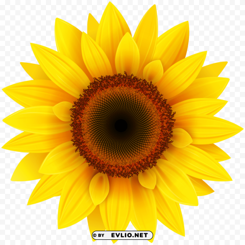 sunflower Clear pics PNG