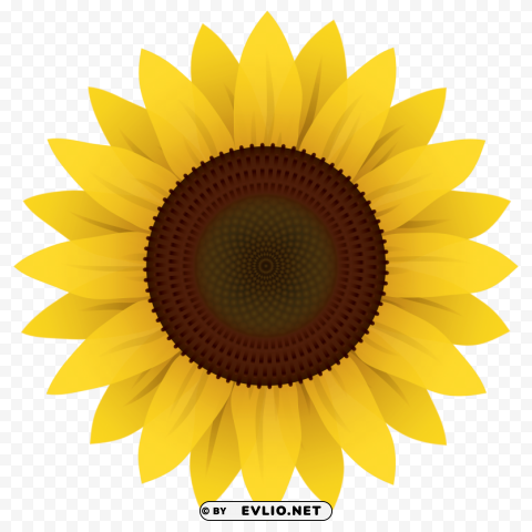 Sunflower Vector Transparent PNG download