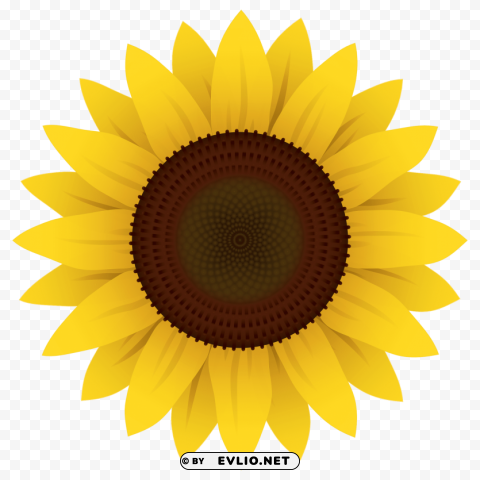 sunflower vector Isolated Character with Transparent Background PNG
