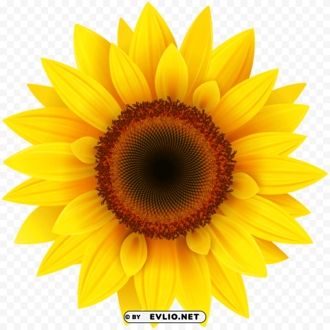 Sunflowerpicture Transparent Background Isolated PNG Icon