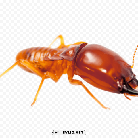 termite Free PNG images with alpha channel png images background - Image ID f3aecd4f