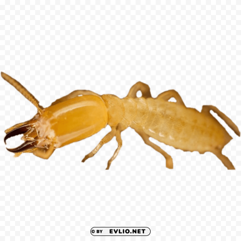 Termite Free PNG Images With Clear Backdrop