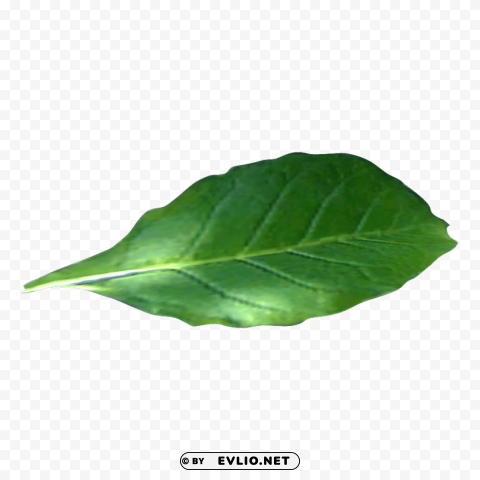 PNG image of tobacco Isolated Artwork on Transparent PNG with a clear background - Image ID ca7a132c