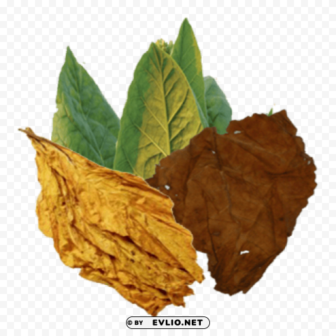 tobacco Isolated Element in Transparent PNG