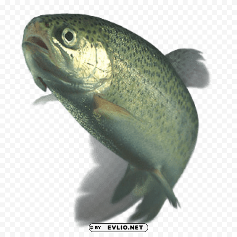 trout PNG pictures without background