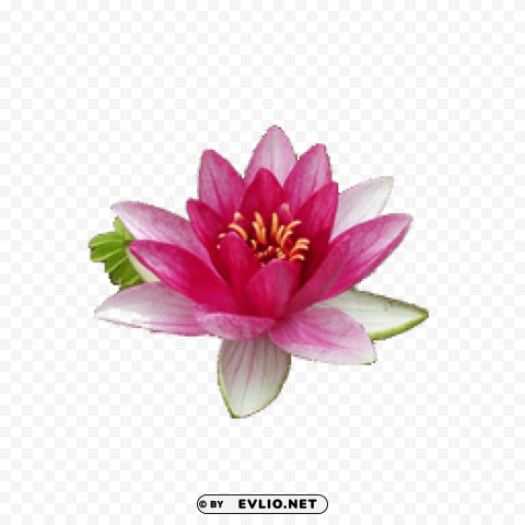 PNG image of water lily PNG Image with Clear Background Isolation with a clear background - Image ID 7520fba1