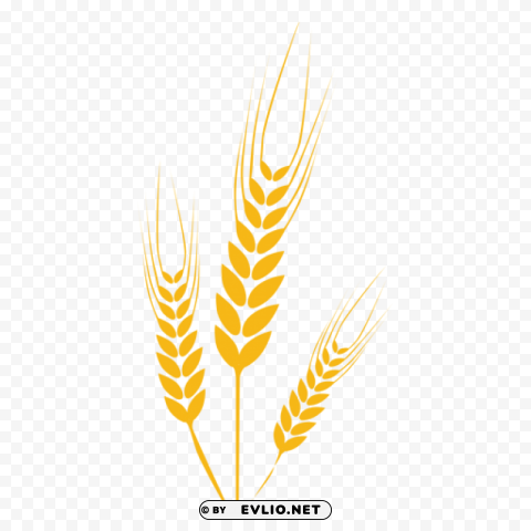 Wheat PNG For Use